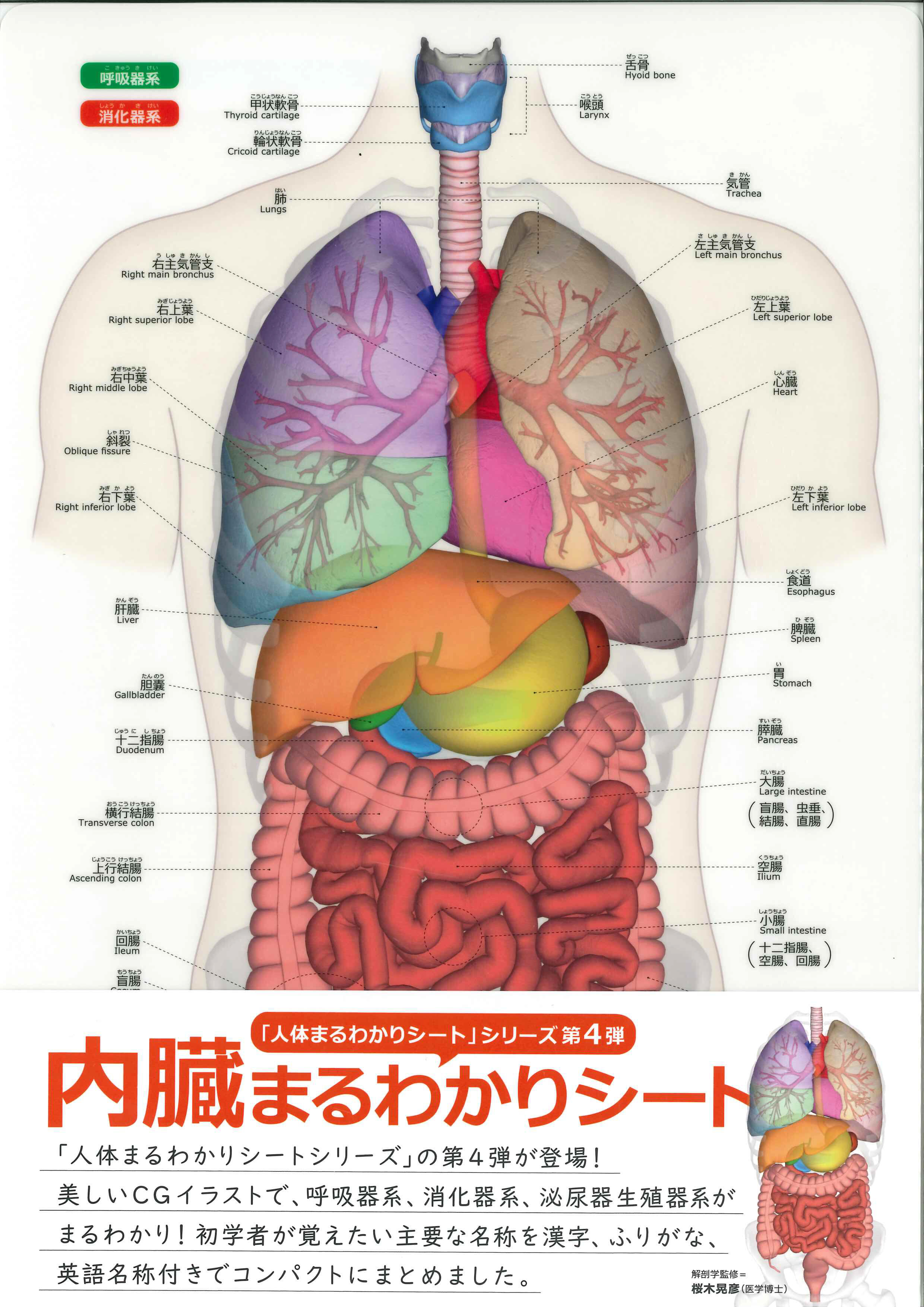 桜木晃彦教授が監修を担当した内臓まるわかりシートが、日に